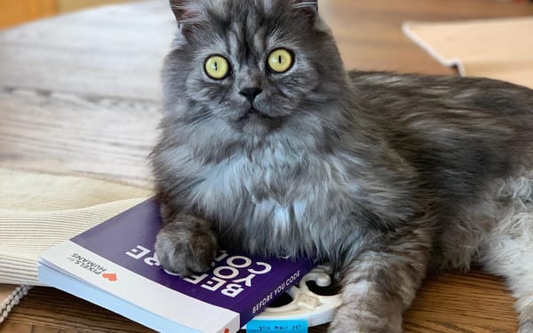 A photo of gray fluffy cat sitting on a book titled "Before You Code"